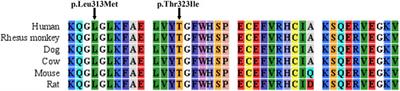 Identification of Novel Mutations in Chinese Infants With Citrullinemia